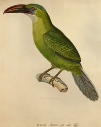 Toucan